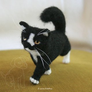 Domestic Shorthaired